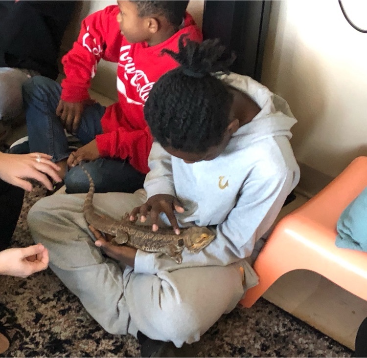 a 4th grade students holds the new class pet, a bearded dragon